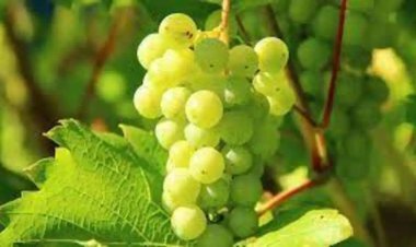 Sangli news: उत्तर प्रदेश के मनेराजुरी में अंगूर उत्पादकों से 47 लाख की रंगदारी की आशंका है,