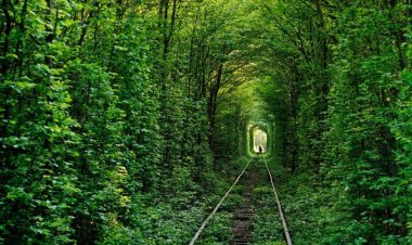 'टनल ऑफ लव'की खूबसूरती देखकर उड़ जाएंगे आपके होश, जाने के लिए हो जाएंगे मजबूर!