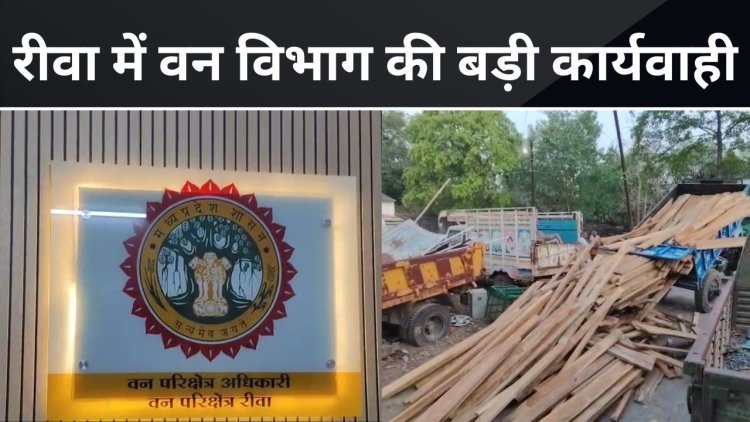 Forest: रीवा में वन विभाग की बड़ी कार्यवाही जप्त की लाखों की लकड़ी